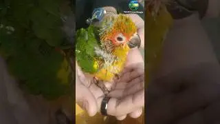 Sun Conure Baby Parrot | Sun Conure Baby Parrot | Colorful Talking Parrot for Bird Lovers