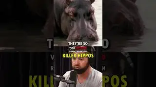 Joe Rogan Reacts to the CRAZIEST Hippo Attack Ever 😱