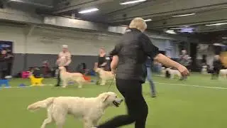 Open Show GRK G&ouml;teborg 230219 Konkurrensklasser golden retriever hanvalpar!