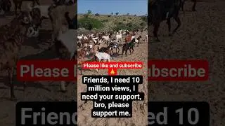 bakri wale cartoon|goats videos|#viralshort #trendingshorts #beautifullgoats #cowvideo #sheepvideo #