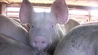 Hull Pig Save - Feb 23rd 2018 - Cranswick Country Foods - Hull
