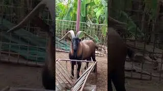 Alpine goat!