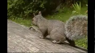 Wildlife (Geese,Racoons,Squirrels...) in Stanley Park, Vancouver