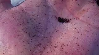 Springtails in Pool