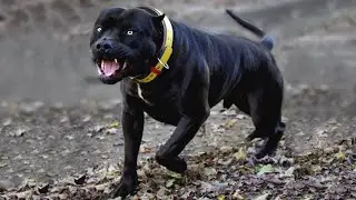 Most Amazing Facts about Pitbulls