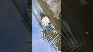 Box Turtle ❤️&rsquo;s soaking in the TortoiseLand Lagoon! Is he a 🐸?