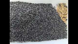 Sunflower color sorting#sunflower #sunflowers #sunflowerseeds #colorsorter #colorsorting