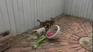 Video of adoptable pet named Erin Elizabeth Walton