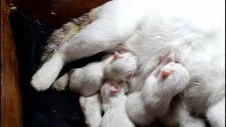 my cat gives birth to 04 white cute Kittens , day 03.