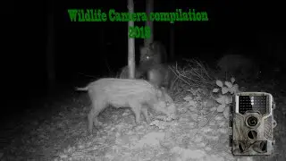 2018 WildLife Camera Compilation