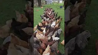 Amazing Backyard Chickens Farming | Backyard Poultry Farming #shorts #viral #chicken #farming #egg