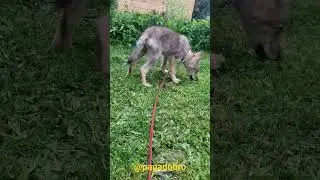 Attila the Canadian wolf on a walk