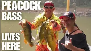 Peacock Bass Fishing in Hawaii: A Hidden Oʻahu Gem with Captain Harvey