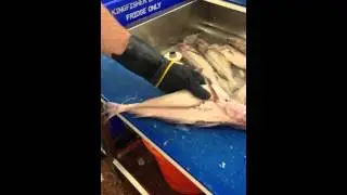 Haddock filleting @Kingfisher  Brixham
