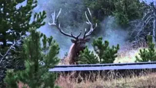 Bull elk mating call