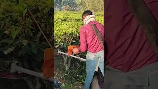 Tea Plant Pruning with Machine #pruning #shorts 🌱🍃
