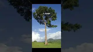 Minecraft wood in real life (Part 2)