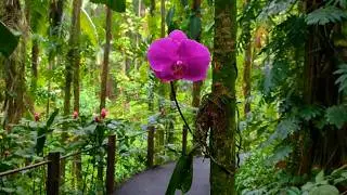 Where the Rainforest Meets the Ocean: Hawaii Tropical Botanical Garden