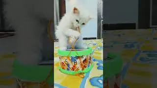 #jack #cute #support #cutecats #shortvideo#subscribe #like #comment #😺