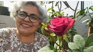 How to repot a new purchased Red Rose plant 