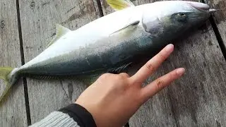 Fishing Lures at Gymea