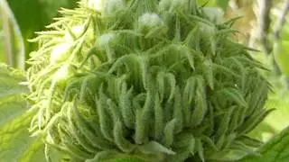 Jeusalem Sage - Phlomis russeliana -   Runnafr&oacute;&eth;i - Tyrknesk salv&iacute;a - Gul bl&oacute;m - Sumarbl&oacute;m