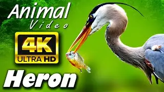 The Secret Lives of Herons: Unveiling their Fascinating Behavior | Heron HD Video