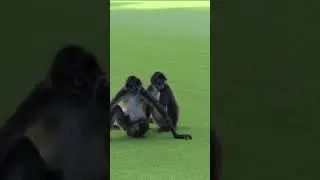Funny monkey on golf court😂😂😂