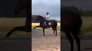 Fascination & freedom - for both rider and horse #horse #equestrian #riding #dressage #
