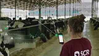 البقرة الإسرائيلية تنتج أكبر كمية من الحليب