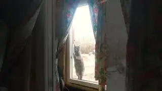 Cat dances Macarena #cat #dance #macarenadance