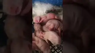 Rabbit Farming