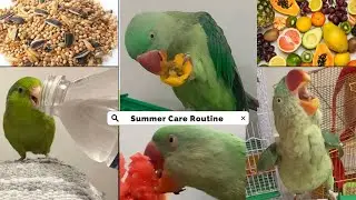 How to take care of Parrots in Summer | Parrot Summer Care Tips