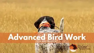 Upland Institute: Advanced Bird Work Course Preview