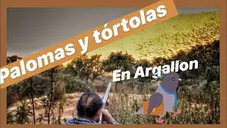 Palomas y Tortolas en Argallon