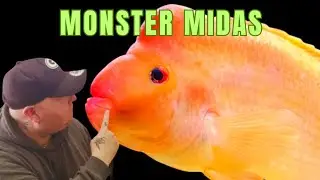My MONSTER MIDAS CICHLID and his TANK MATES