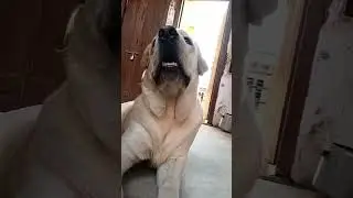 Max the labrador funny 🤣 #doglover #labrador #max #viral #funny #dog #dogloversindia #shorts