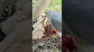 Mother Eagle&rsquo;s Care &ndash; Feeding and Protecting Her Chicks (p6)#viral #shorts #trending #ytshorts