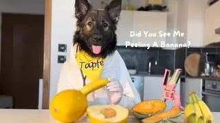 German Shepherd Eats Bananas Like a Human! 🐕🍌