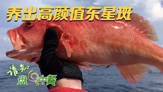 一桶价值100,000元！他在大黑桶里养殖东星斑，黑黢黢的鱼竟然是种鱼，养出来的东星斑颜值超高！丨「谁知盘中餐」20230801