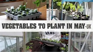 What vegetables to plant in May | UK