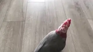 Rosalbin qui danse