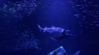 Shoals of fish and sharks