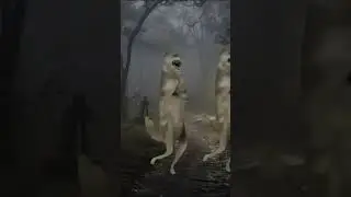 wolf dancing imposseble #wolf #dancing # meme