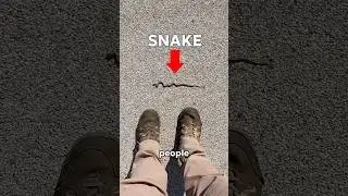Змеи гоняются? Я проверял! 🐍