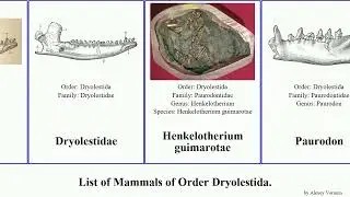 List of Mammals of Order Dryolestida. guimarotae Nineties Paurodon Phascolestes Pad Bolger Brian
