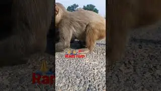 monkey #namaste #chanal animal lover036 #namaste #video #viral #monkey
