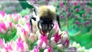 Slow motion Macro   Bee  on flower