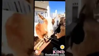 Let's Be Kind | Talking Goat | Cute Animals | Fun Pets | Positive Messages