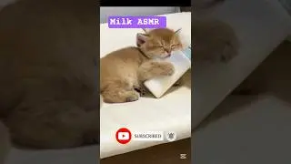 Adorable Kittens Drinking Milk ASMR 🍼😻 (So Relaxing!) #kittenASMR #CuteCats #kittensDrinkingMilk